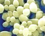 Candida
